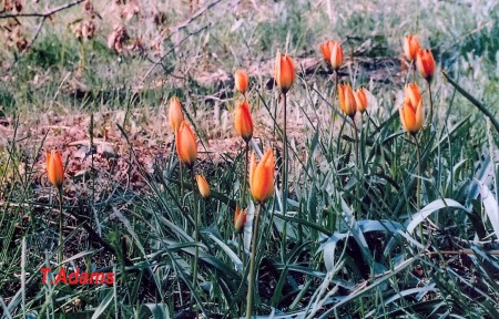 Tulipa goulimyi - Mountain Ziria